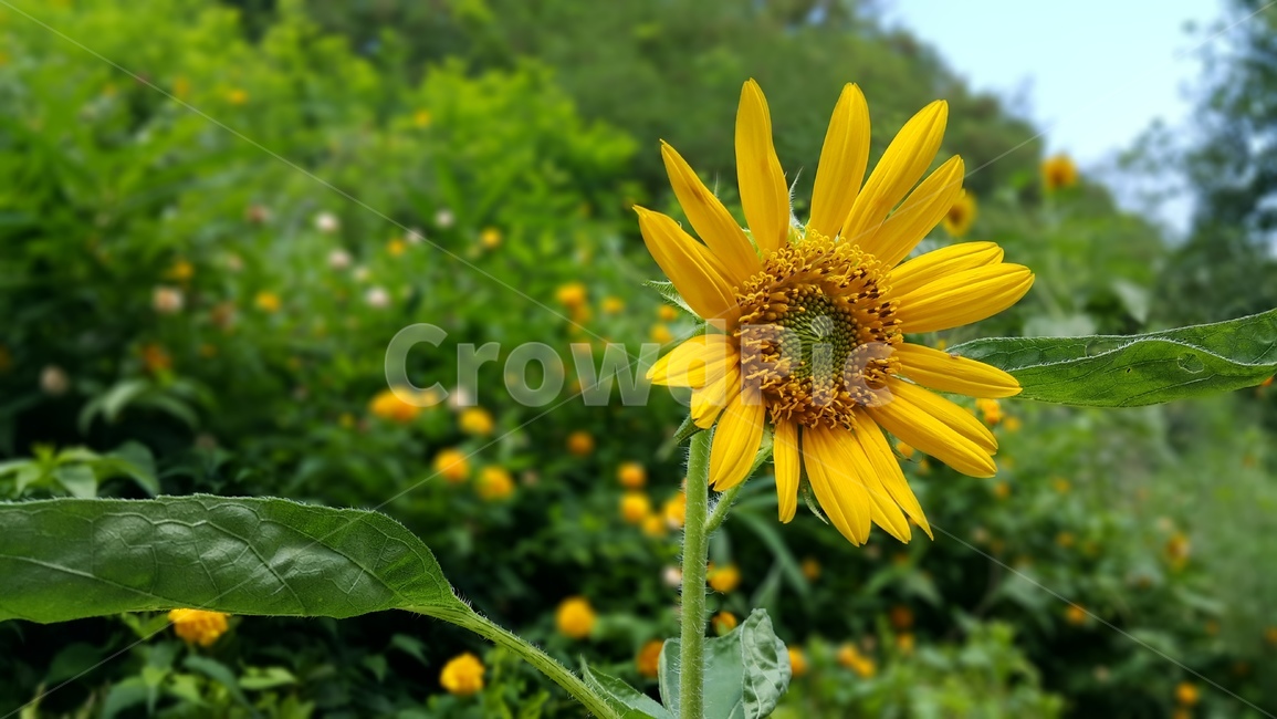 해바라기,꽃,야생화,노란색,wildflower