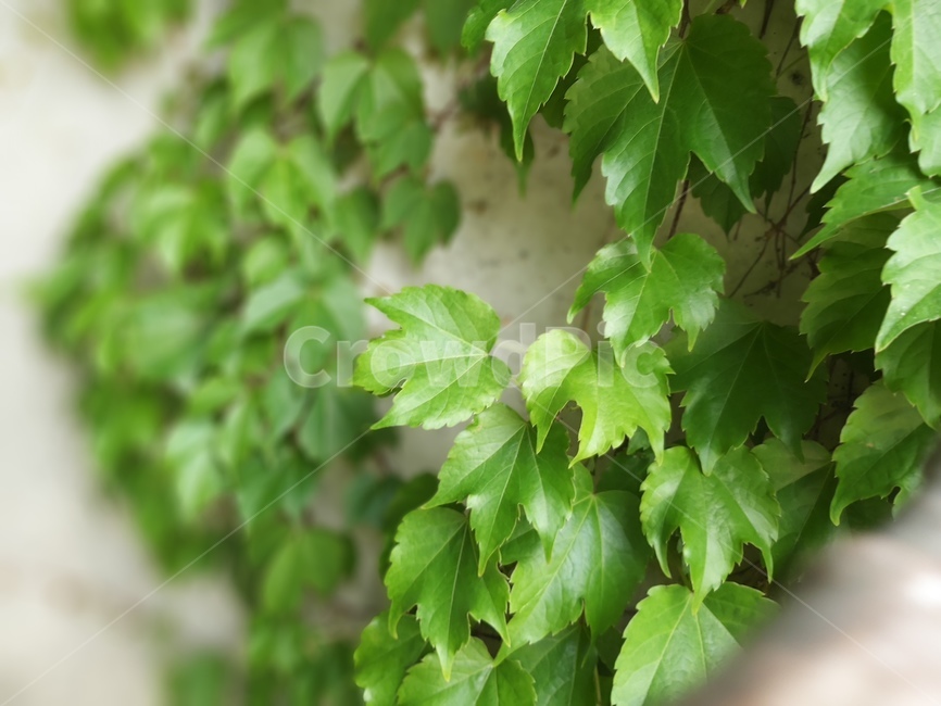 담쟁이,덩굴,담쟁이덩굴,아이비,터널,담쟁이터널,leaf,잎,plant,식물,여름,summer,cool,ivyvines