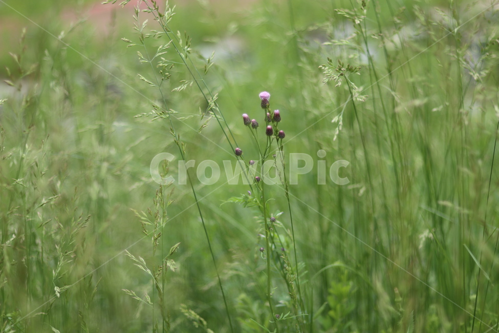 개망초,보라,초록,봄,들판,풍경,식물,자연,plants,nature,꽃,flower