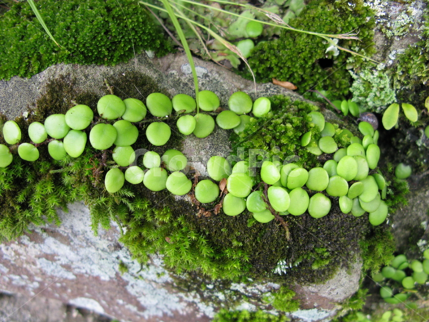 plant,식물,moss,이끼,돌,식물,자연,plants,nature