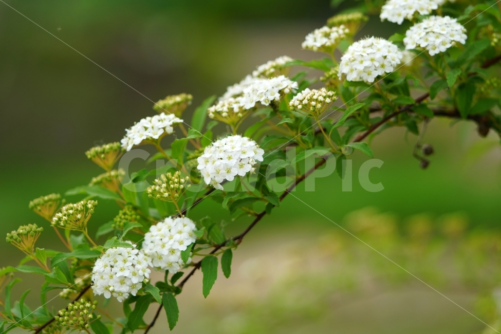 공조팝나무,꽃,플라워,식물,자연,초여름,nature,flower,식물,자연,plants,nature,꽃,flower