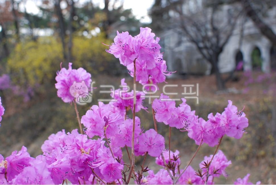 splendor,Vibrancy,Azalea flower,nature,Brightness,azalea,Azalea,flower,spring,Red,red,brightness,plants,plant,vibrance,rhododendronflower