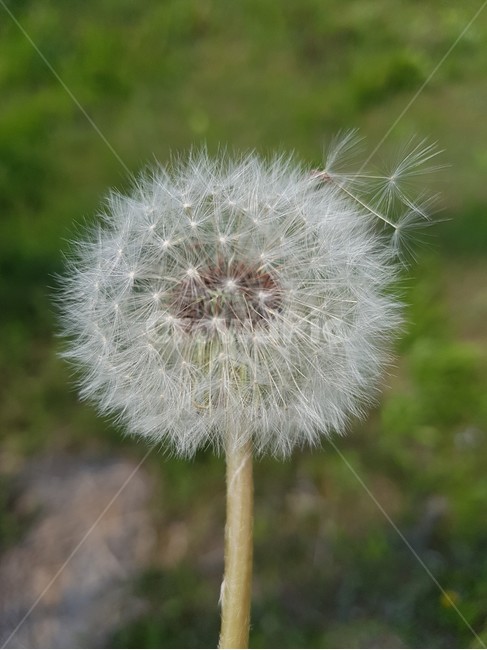 민들레,민들레씨,dandelion,꽃,들판,식물,자연,plants,nature,꽃,flower