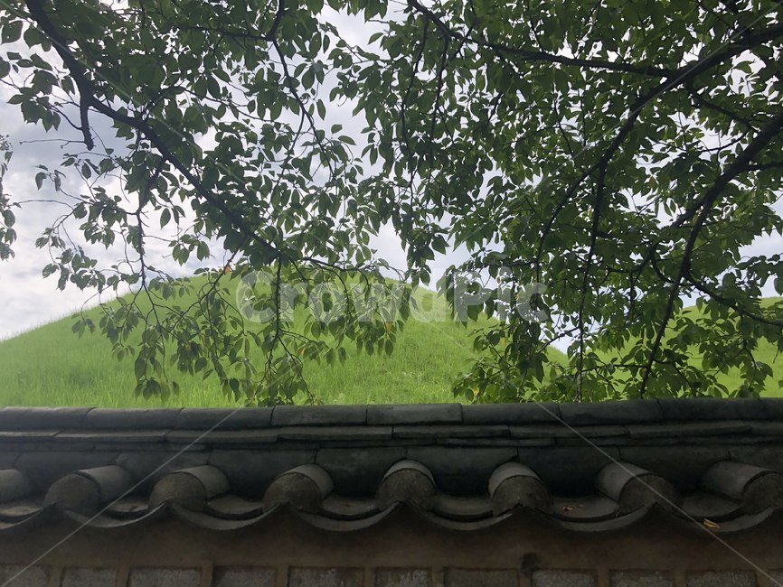 풍경,기와장,자연,풀,초록색