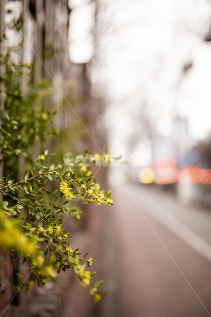 꽃,봄,길,진달래,꽃길,식물,자연,plants,nature,꽃,flower