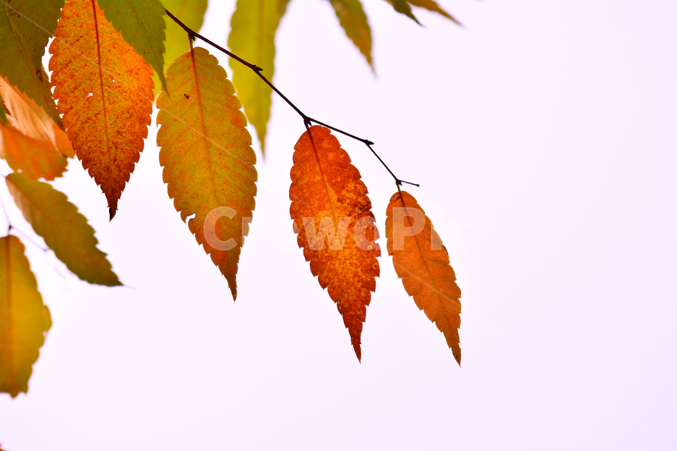 가을,누끼,단풍,잎새,나뭇잎,fall,autumn,leaves,10월,11월,주황색,황록색,가을느낌,가을서정,시즌,계절,season,가을,계절,fall,autumn,season,veins,정맥,leaf,잎,plant,식물