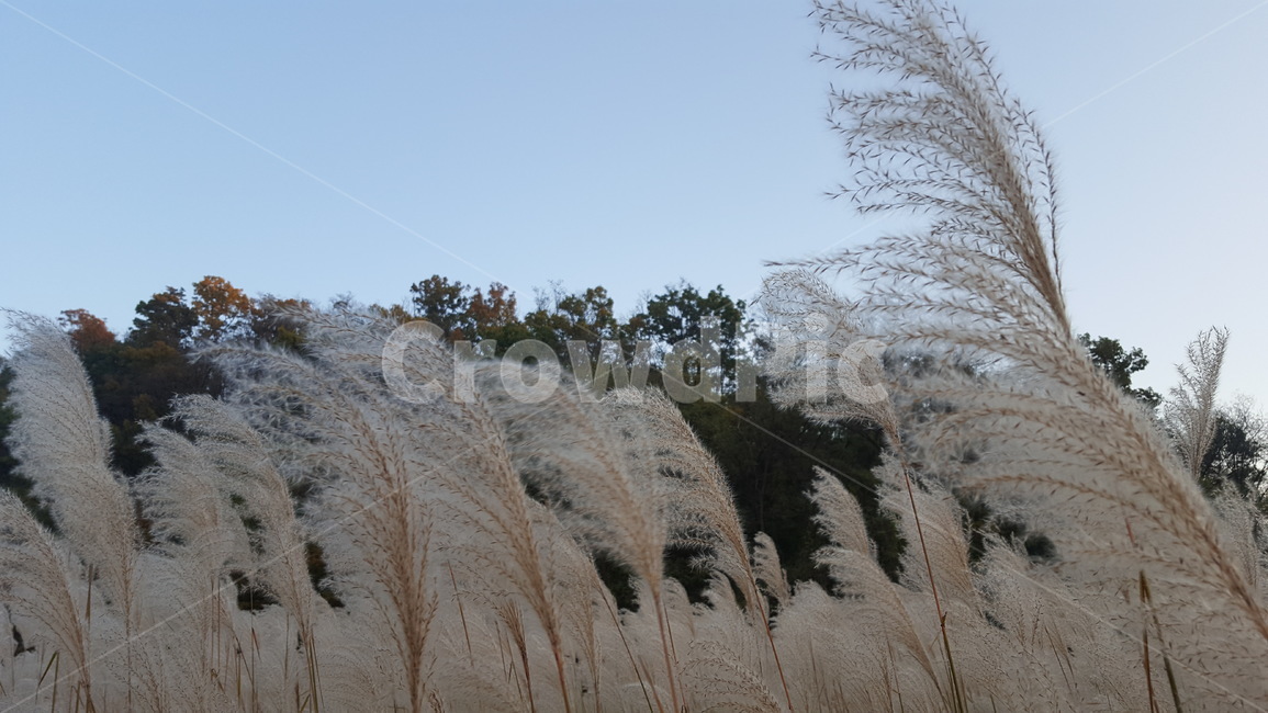 갈대,가을,강변,억새풀,식물,가을,계절,fall,autumn,season,plant,grass,잔디,lawn,reed