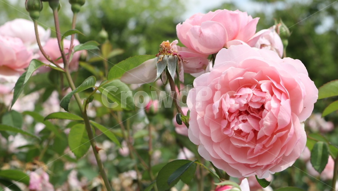 장미,꽃,rose,flower,식물,5월,자연,힐링,여유,식물,자연,plants,nature,꽃,flower