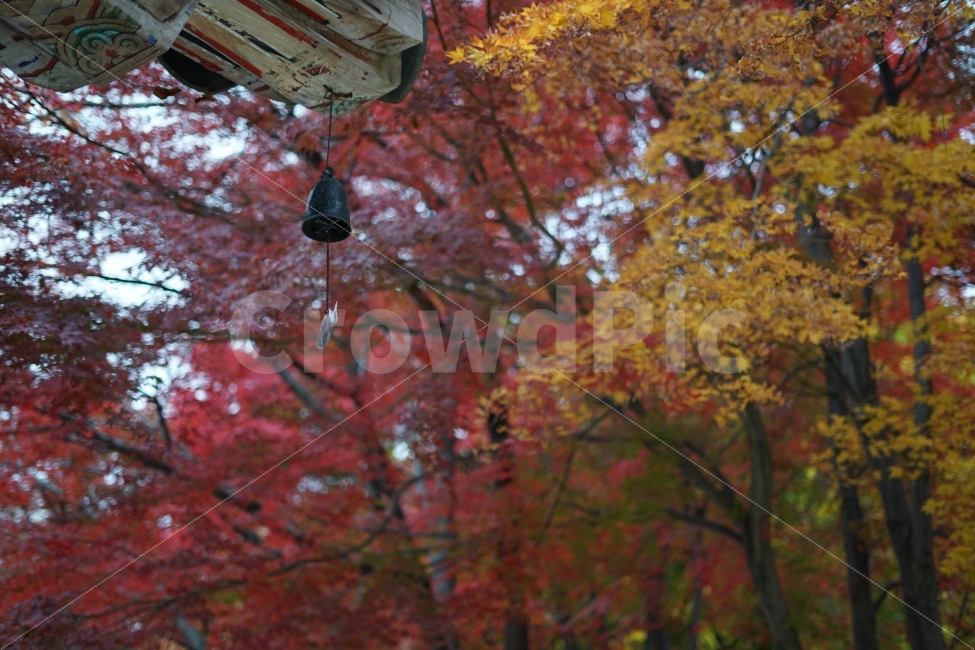 가을,풍경,나무,풍경종,단풍,가을,계절,fall,autumn,season,한국전통,한국문화,korean traditional,korean culture,종교,신앙,religion,belief,faith,tree,plant,식물,maple,leaf,잎