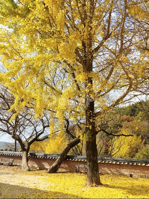 은행나무,은행잎,노랑,가을,나무,가을풍경,fall,tree,yellow,한국자연풍경,가을,계절,fall,autumn,season,자연,풍경,nature,landscape,plant,식물,tree trunk,나무 줄기