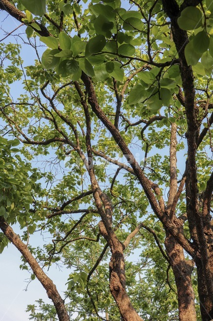 감나무,나무,나뭇잎,자연,초록,tree,green,nature