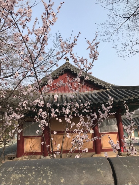 봄,꽃,벚꽃,blossom,flower,식물,전통건물,자연,절,사찰,팔짝지붕,기와,한국전통,한국문화,korean traditional,korean culture,건축물,건물외관,exterior,building,structure,architecture,construction