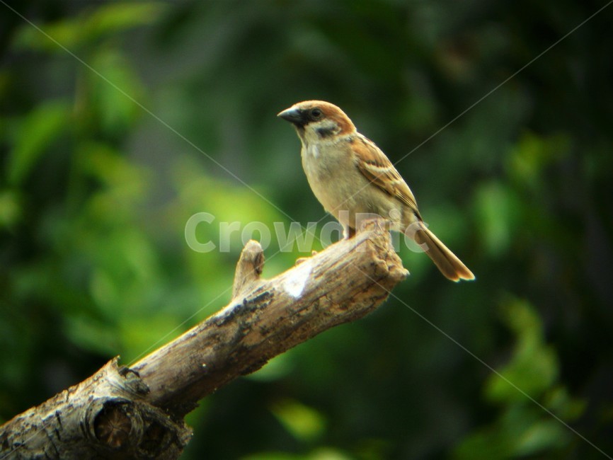 참새,참새과,텃새,야생조류,난생,동물,animal,조류,새,birds