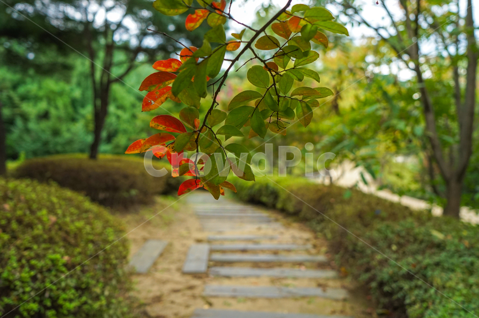오솔길,공원,숲속,가을,나무,길,단풍,자연,풍경,가을,계절,fall,autumn,season,식물,자연,plants,nature,leaf,잎,plant,flagstone,판석