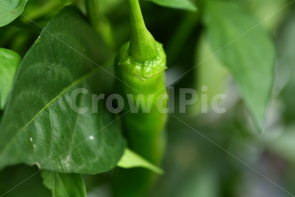 풋고추,그린,초록식물,식물,고추,pepper,greenpepper,음식,식재료,요리,food,cook,meal,dishes,food reserves,채소,야채,vegetables