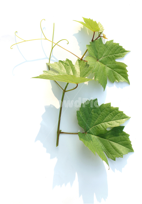 branch,closeup,detail,fresh,grape,leaf,green,leaves,natural,nature,plant,가지,나뭇가지,클로즈업,디테일,신선한,포도잎,포도줄기,줄기,잎,잎사귀,나뭇잎,그린,녹색,자연,식물,흰배경,초록색,누끼,식물,자연,plants,nature,누끼,remove background