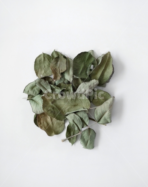 나뭇잎,잎,드라이플라워,말린잎,소품,데코,prop,object,leaves,leaf,dryplan,decoration,whitebackground,식물,자연,plants,nature,누끼,remove background