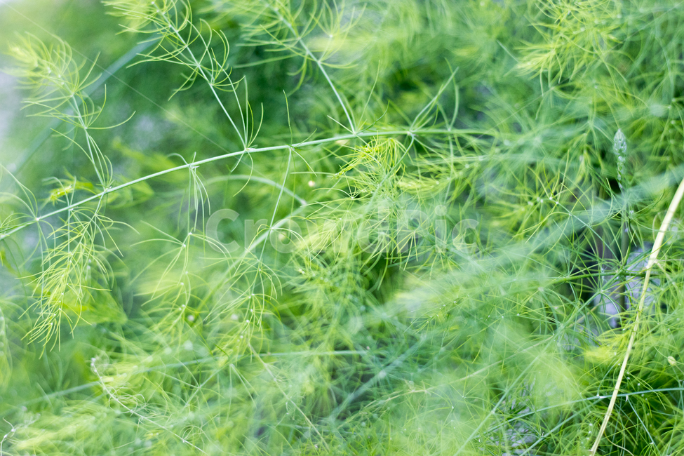 식물,plant,자연,nature,아스파라거스,초록,식물,자연,plants,nature