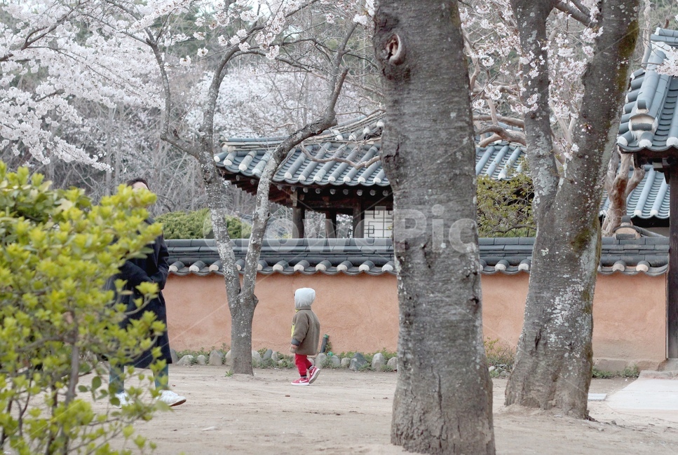 벚꽃,벚꽃풍경,풍경,봄,한옥,봄,계절,spring,season,한국전통,한국문화,korean traditional,korean culture,건축물,건물외관,exterior,building,structure,architecture,construction,plant,식물,tree,나무