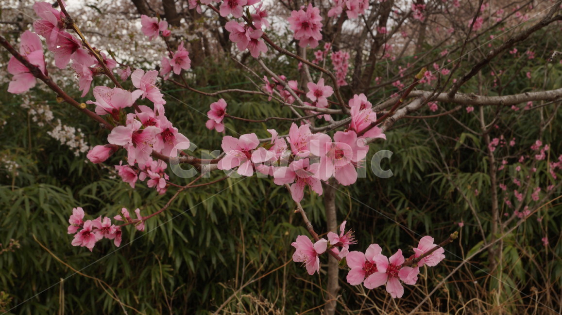 벚꽃,나무,봄,분홍색,산,봄,계절,spring,season,식물,자연,plants,nature,꽃,flower,plant,blossom