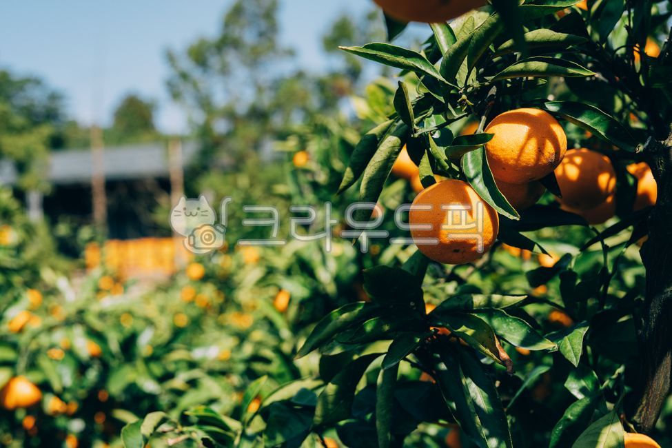 mandarin,citrus fruits,Red scent,Fruit,nature,fruit,Hallabong,Orange,food,vitamin,tangerines,orange,citrusfruit,house tangerines,Cheonhyehyang,plant,fresh,Jeju tangerines,hallabong