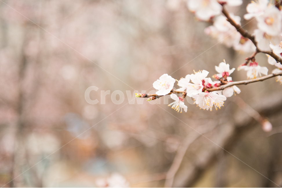 벚꽃,나무,분홍,봄,꽃,봄,계절,spring,season,식물,자연,plants,nature,꽃,flower,감성,sensible,feeling,plant