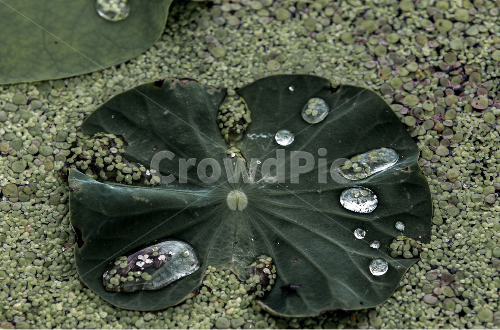 물바울,습지,패턴,문양,무늬,개구리밥,식물,자연,plants,nature