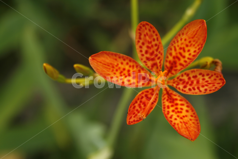 범부채,식물,flower,plants,nature,꽃,꽃봉오리,식물,자연,plants,nature,꽃,flower