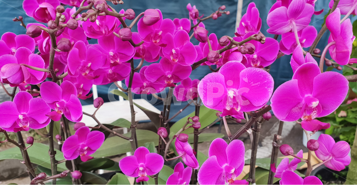 봄,꽃,호접란,핑크,퍼플,화분,화초,식물,자연,plants,nature,꽃,flower