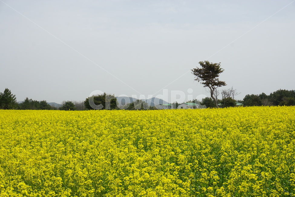 유채꽃,유채꽃밭,봄,자연,꽃,나무,유채,spring,flower,노란꽃,봄,계절,spring,season,자연,풍경,nature,landscape,grassland,목초지,field,들,outdoors,옥외,meadow,rural,농촌,farm,농장