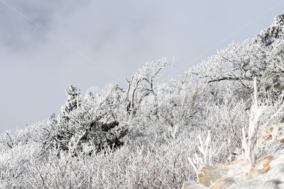 눈,풍경,겨울,눈꽃,상고대,바람,서리,추위,산,나무,겨울,계절,winter,season,자연,풍경,nature,landscape,outdoors,옥외,snow,frost