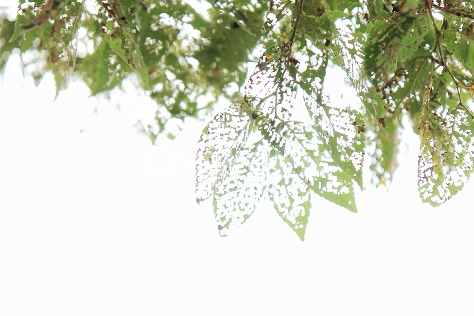 가을,나뭇잎,나무,fall,leap