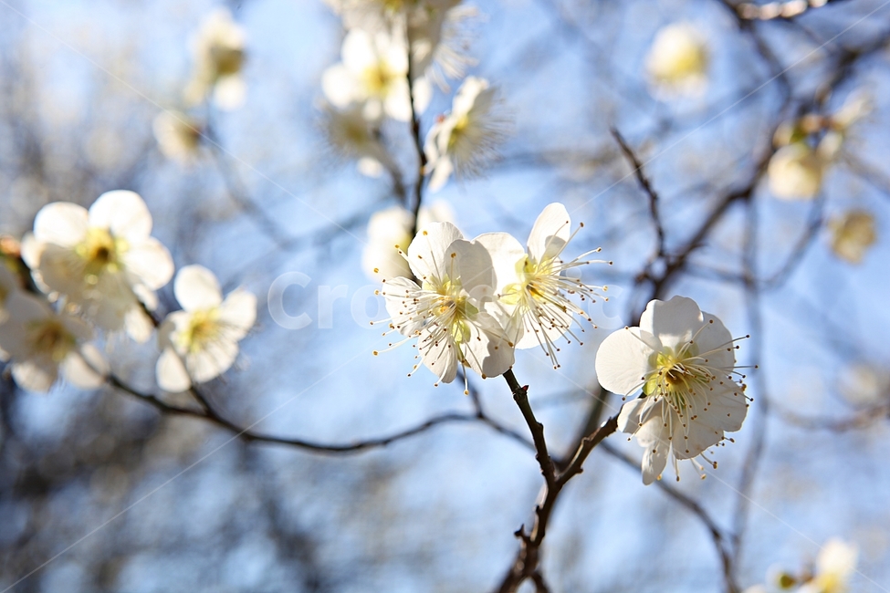 매화꽃,매화,꽃,꽃잎,봄꽃,봄,식물,자연,공원,식물,자연,plants,nature,꽃,flower