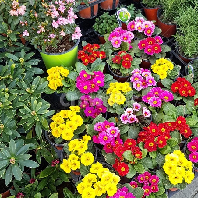 봄,꽃,봄날,봄꽃,spring,flower,식물,자연,plants,nature,꽃,flower