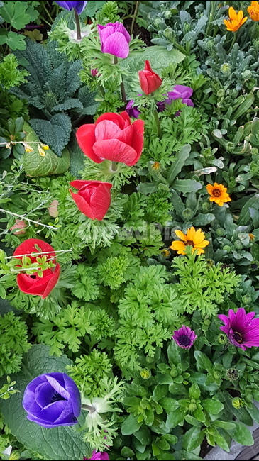 튤립,꽃,보라색,빨간색,풀,들꽃,봄,봄꽃,식물,자연,plants,nature,꽃,flower