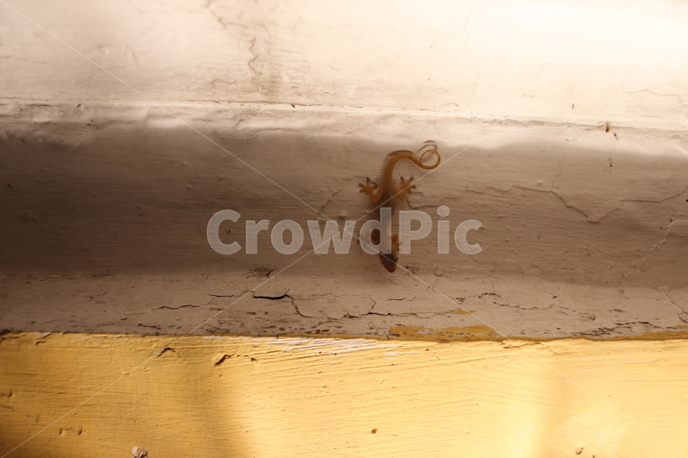 하우스게코,베트남게코,하우스도마뱀,housegecko,gecko,집도마뱀붙이