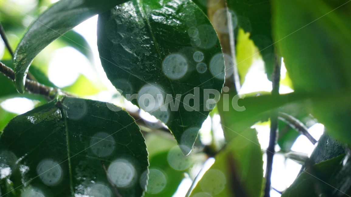 나뭇잎,물방울,초록,보케,이파리,동백잎,식물,자연,plants,nature