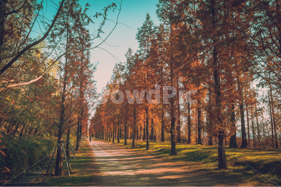 메타세콰이어,가을,단풍,길,tree,나무,plant,식물,인스타감성사진,감성사진,배경화면,바탕화면,감성,잠금화면,가을,계절,fall,autumn,season,자연,풍경,nature,landscape