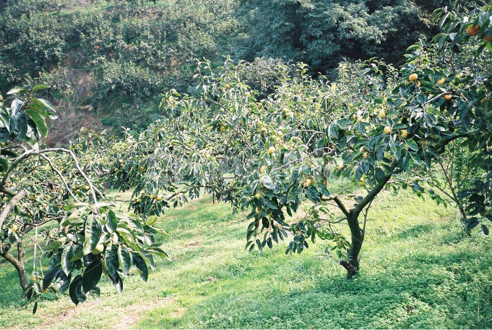 필름사진,햇살,그림자,풀잎,자연,과수원,감나무,밭,5월,파릇파릇,푸르른,nature