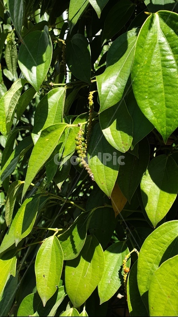 후추,후추나무,잎,식물,leaf,plant