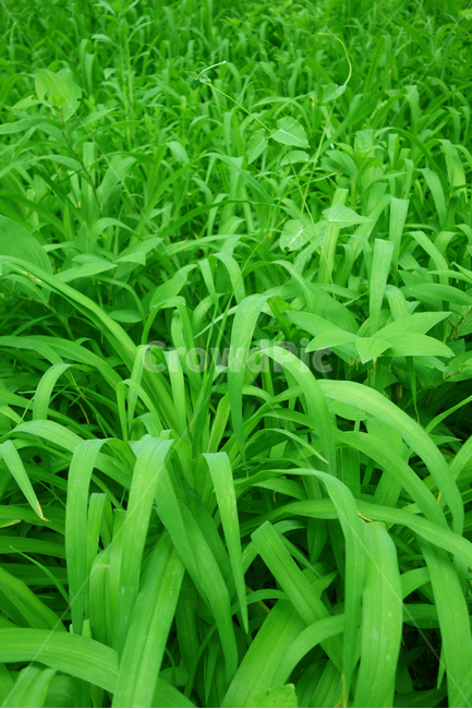 여름,울창한,자연,초록,힐링,맑은,leaves,감성,배경,바탕,여유,덩쿨,식물,숲속,휴식,희망,가을,청명한,고요한,숲,싱그러운,신선한,공기,식물,자연,plants,nature