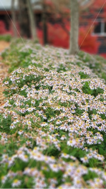 식물,꽃,plant,데이지,flower