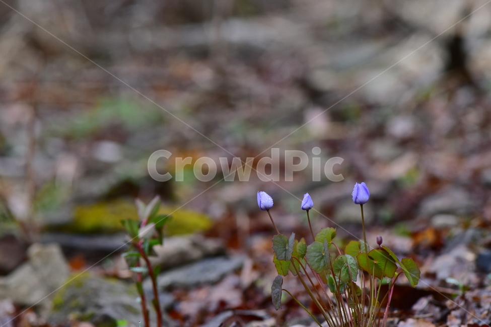 깽깽이풀,야생화,봄,꽃,풀꽃,자연,식물,식생,plants,nature,spring,season,flower
