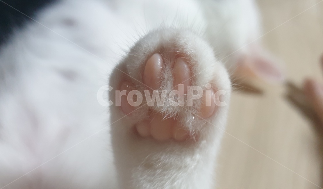 cat,고양이,animal,동물,포유류,pet,집냥이,하얀,키티,발바닥,젤리,냥젤리