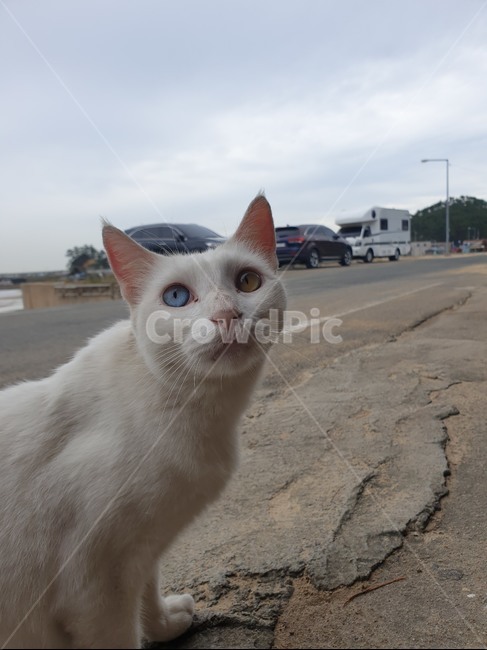 고양이,길잃은,differenteyes,blueandyellow,oddeye,귀한,하얀털,white,cat,animal,동물,포유류,신비로운,동물,animal,포유류,mammal,고양이,cat,kitten,kitty