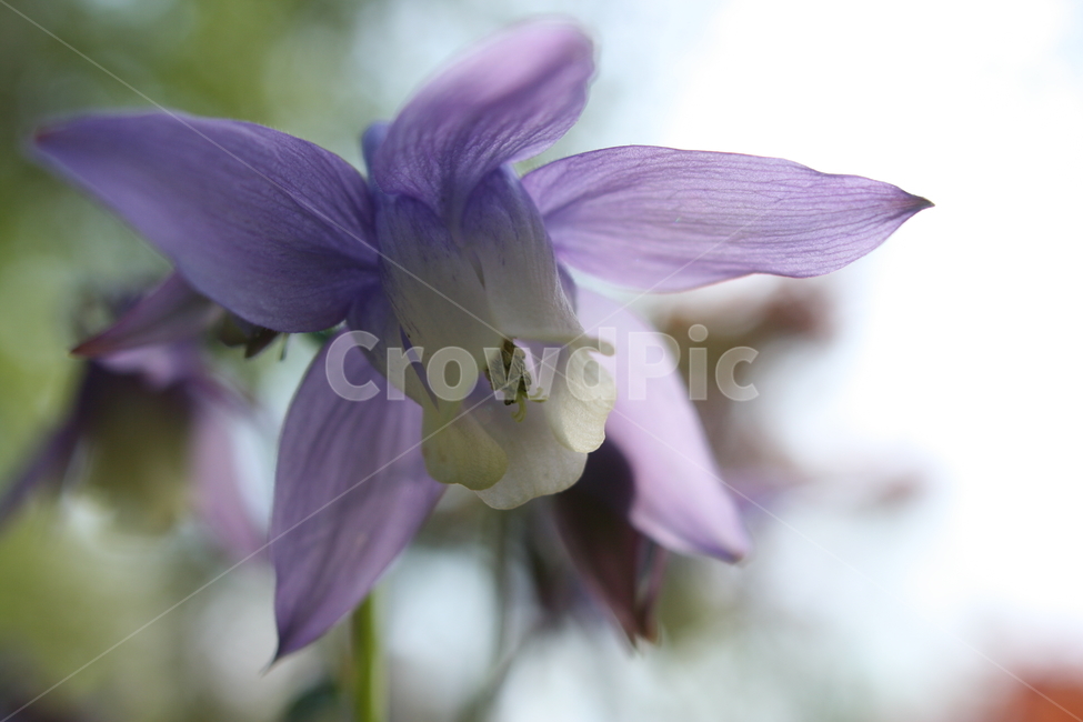 꽃,접사,아름다움,이쁨,봄,확대,nature,flower,봄,계절,spring,season,식물,자연,plants,nature,꽃,flower,plant,blossom