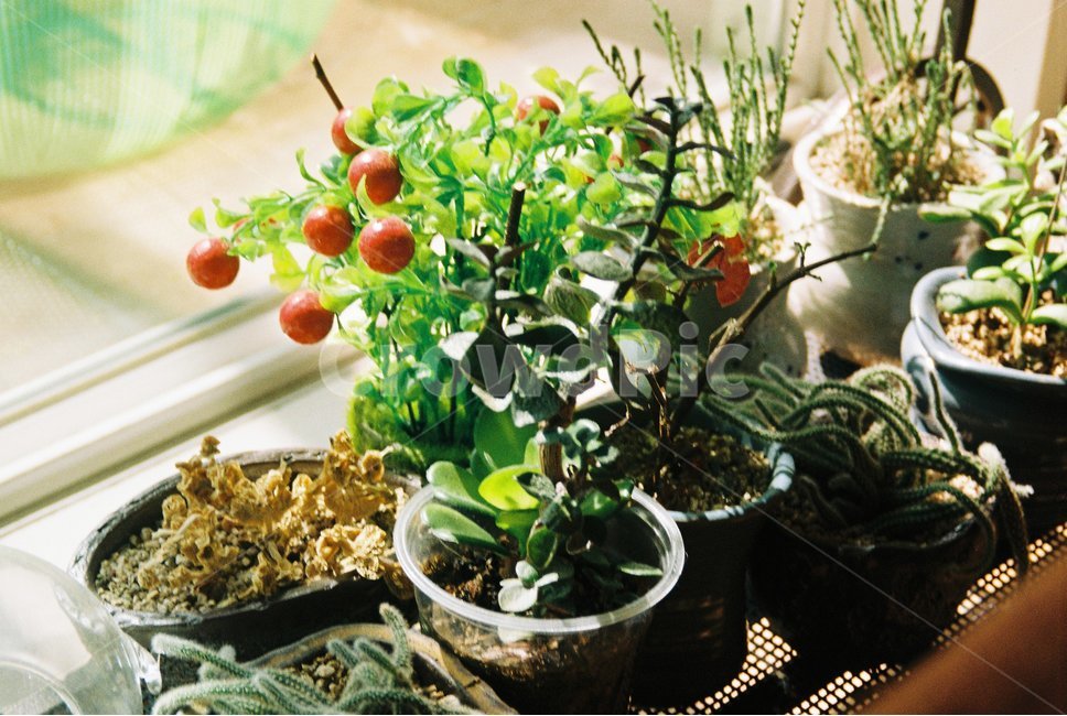 plant,식물,햇빛,꽃,화분,필름,필름사진,감성,감성사진,생명,그린,초록,나무,식물,자연,plants,nature,실내용화초,화분,화초,house plant