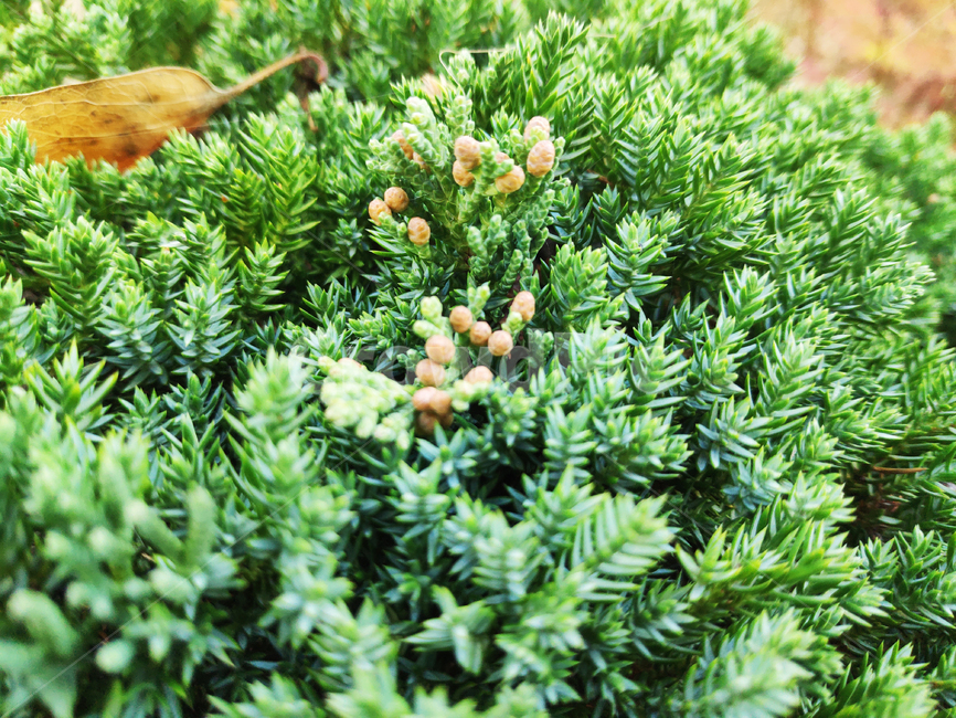나무,tree,식물,plant,구과식물,conifer