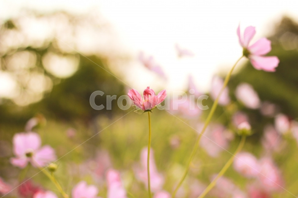 가을,코스모스,꽃사진,기차마을,cosmos,자연,가을,계절,fall,autumn,season,식물,자연,plants,nature,꽃,flower,감성,sensible,feeling,plant,blossom