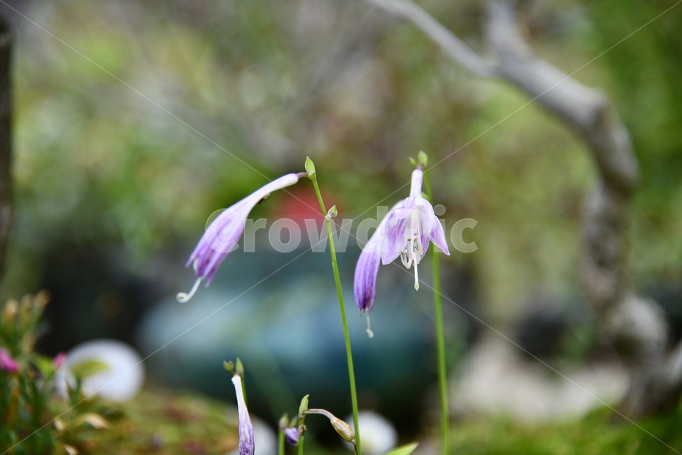 꽃,자연,식물,야생화,nature,flower,감성,feeling,배경,백그라운드